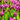 pink flowers