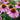 pink flowers with yellow centers