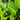 green tea leaves