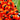 guarana plant
