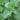 green leaves