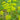 yellow flowers