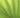green leaf