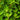 green leaves