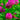 pink flowers and green leaves