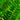 green leaves